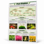 Plant Kingdom Chart